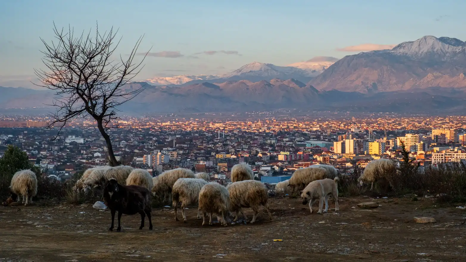 pasoucí se ovce