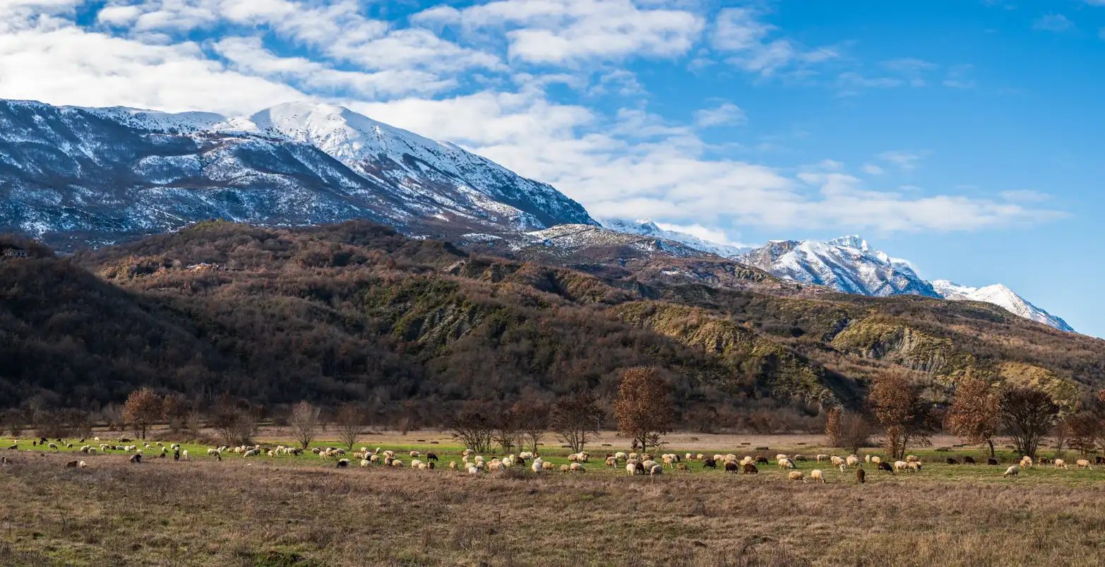 pasoucí se ovce s horami v pozadí