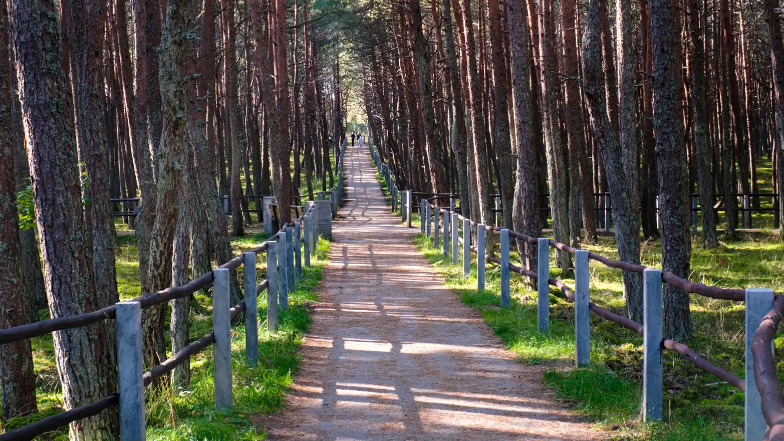 betonová cesta v lese