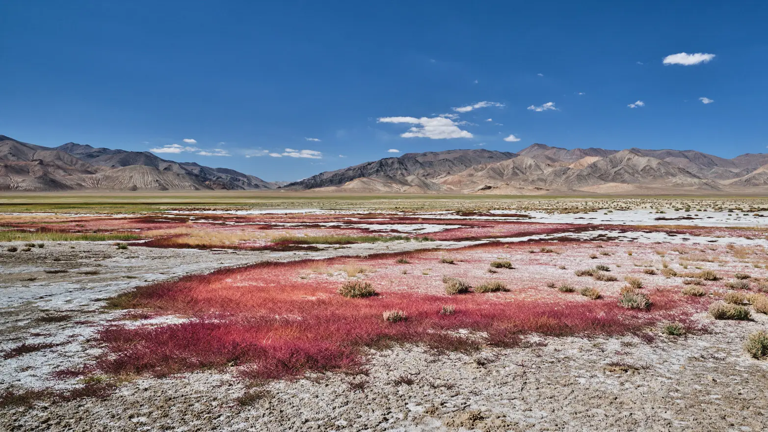 pestrobarevné rostliny v horské krajině