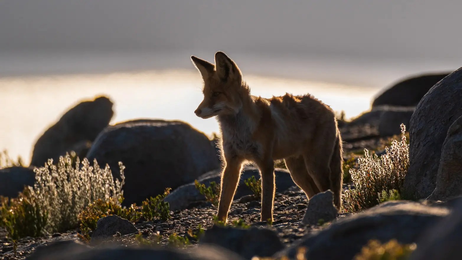 liška ve stínu z profilu