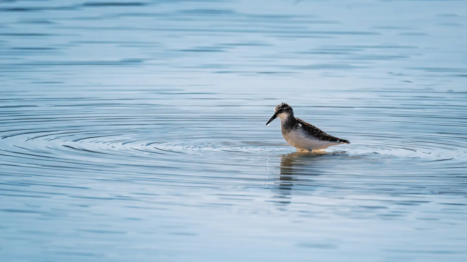 pták stojící v mělké vodě