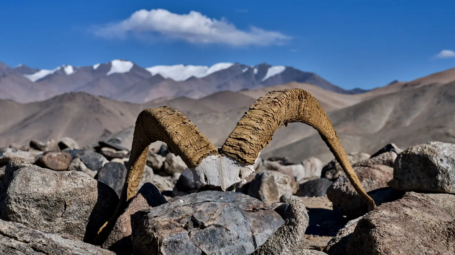 majestátní rohy ovce Marco Polo