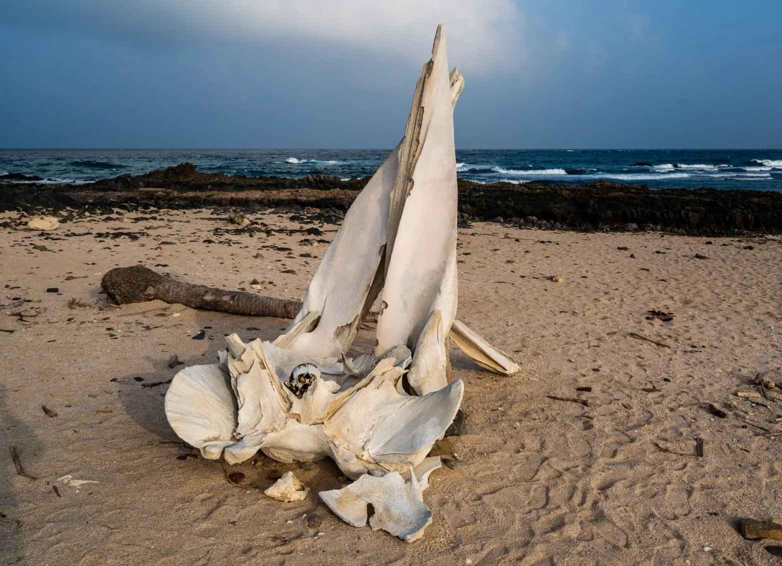 velrybí kost na pláži
